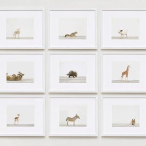 Baby-animal-prints-nursery-art-3.php