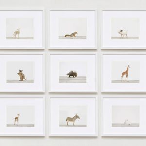 Baby-animal-prints-nursery-art-3.php