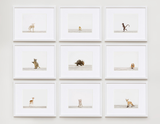 Baby-animal-prints-nursery-art-3.php