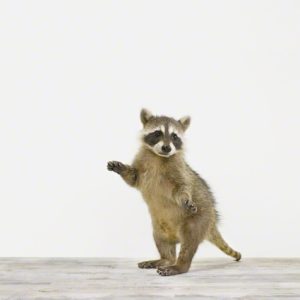 Baby Raccoon No. 1