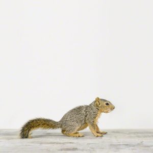 Baby Squirrel