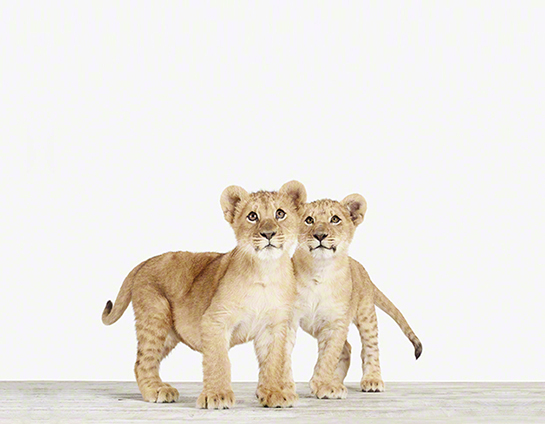 Lion Cub Twins — The Animal Print Shop