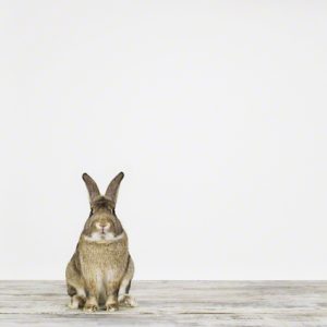 Bunny No. 1