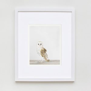 animal-art-photography-sharon-montrose-1.php