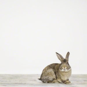 Bunny No. 2