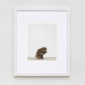 animal-art-photography-sharon-montrose-2.php