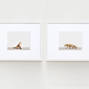animal-art-photography-sharon-montrose-3.php
