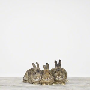 Bunnies