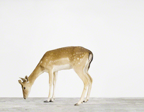animal-art-photography-sharon-montrose