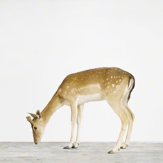 Deer No. 2