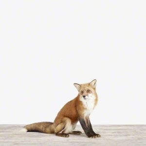animal-art-photography-sharon-montrose