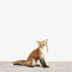 Fox No. 1