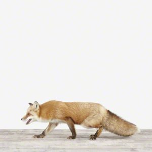 Fox No. 2
