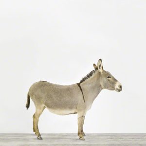 Donkey