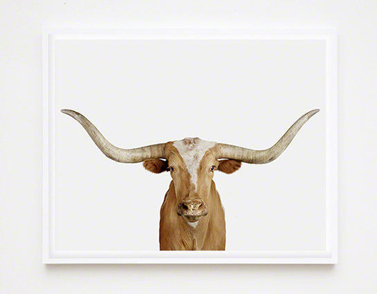 Longhorn Steer Close-up — The Animal Print Shop