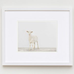 animal-prints-animal-art-photography-01