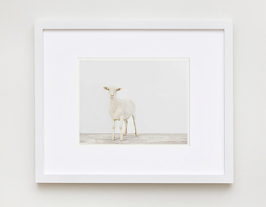 animal-prints-animal-art-photography-01