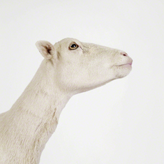 Sheep Profile