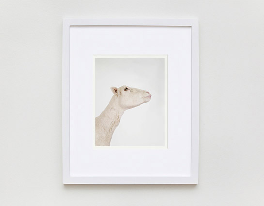 animal-prints-animal-art-photography-02