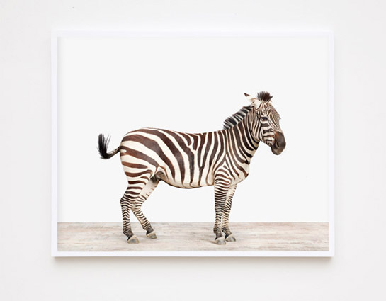 Zebra — The Animal Print Shop