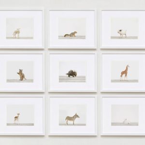 animal-prints-animal-art-photography-03