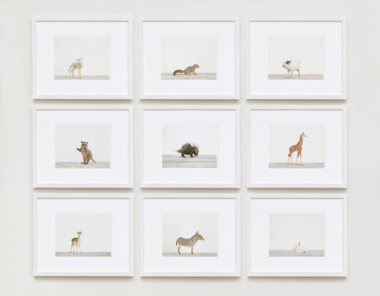 animal-prints-animal-art-photography-03