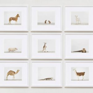 animal-prints-animal-art-photography-04