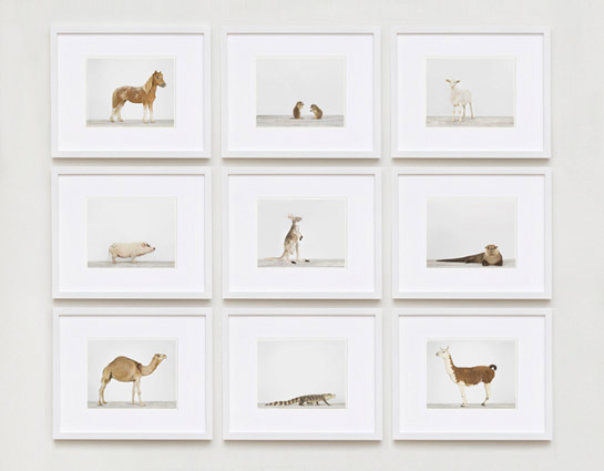 animal-prints-animal-art-photography-04