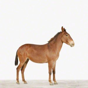 Mule