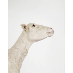 animal-prints-animal-art-photography