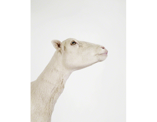 animal-prints-animal-art-photography
