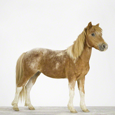 Pony