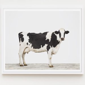 animal-prints-animal-art-photography-cow-1