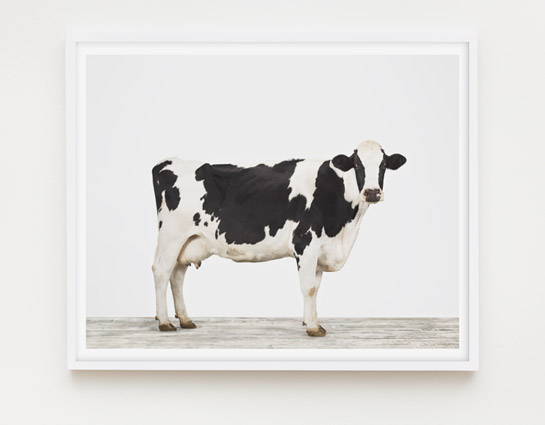 animal-prints-animal-art-photography-cow-1