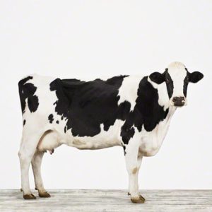 animal-prints-animal-art-photography-cow