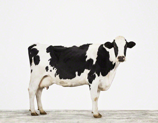 animal-prints-animal-art-photography-cow