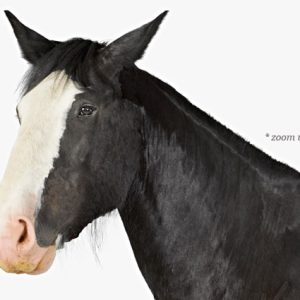 animal-prints-animal-art-photography-horse-1