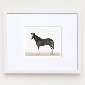 animal-prints-animal-art-photography-horse