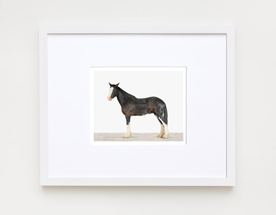 animal-prints-animal-art-photography-horse