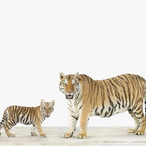 Kindred Tigers