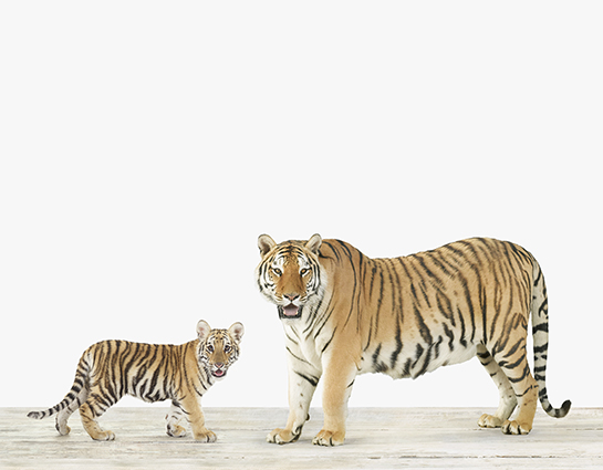 baby-animal-prints-animal-art-photography-kindred