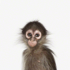Baby Monkey Little Darling