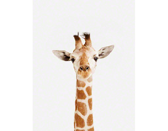 Baby Giraffe Little Darling by Photographer Sharon Montros — The Animal  Print Shop