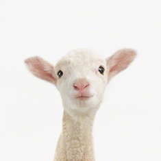 Lamb Little Darling