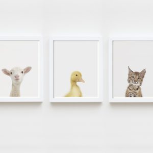 baby-animal-prints-faces-crown-nursery-decor-03