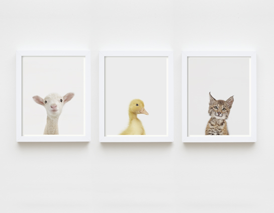 baby-animal-prints-faces-crown-nursery-decor-03