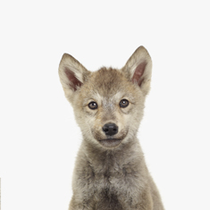 Wolf Pup Little Darling