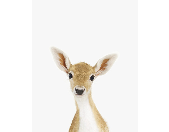 Baby Deer Little Darling Nursery Art — The Animal Print Shop