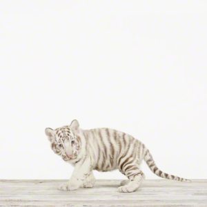 baby-animal-prints-nursery-art