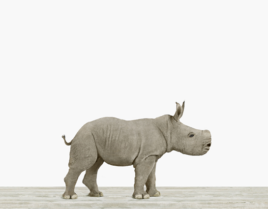 Baby Rhino — The Animal Print Shop